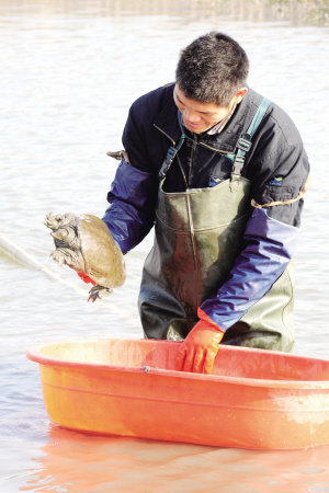 10多年的打工生涯，他“偷偷”學(xué)會了一些養(yǎng)殖技巧?，F(xiàn)在，他在沙溪渠涇村養(yǎng)殖了200余畝水面的水產(chǎn)，還和其他養(yǎng)殖戶一起成立了專業(yè)合作社，年收入近百萬——看看陳開和的水產(chǎn)養(yǎng)殖經(jīng)